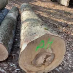 Esdoorn Stamhout – 5 vrachtwagenladingen (250 rm) – PEFC-gecertificeerd