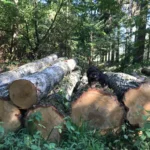 Berken Stamhout – 5 vrachtwagenladingen (250 rm) – PEFC-gecertificeerd