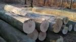 Beuken Stamhout – 3 vrachtwagenladingen (150 rm) – PEFC-gecertificeerd - Afbeelding 3