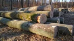 Beuken Stamhout – 3 vrachtwagenladingen (150 rm) – PEFC-gecertificeerd - Afbeelding 4