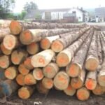 Gemengd Hardhout Stamhout – 1 vrachtwagenlading (50 rm) – PEFC-gecertificeerd